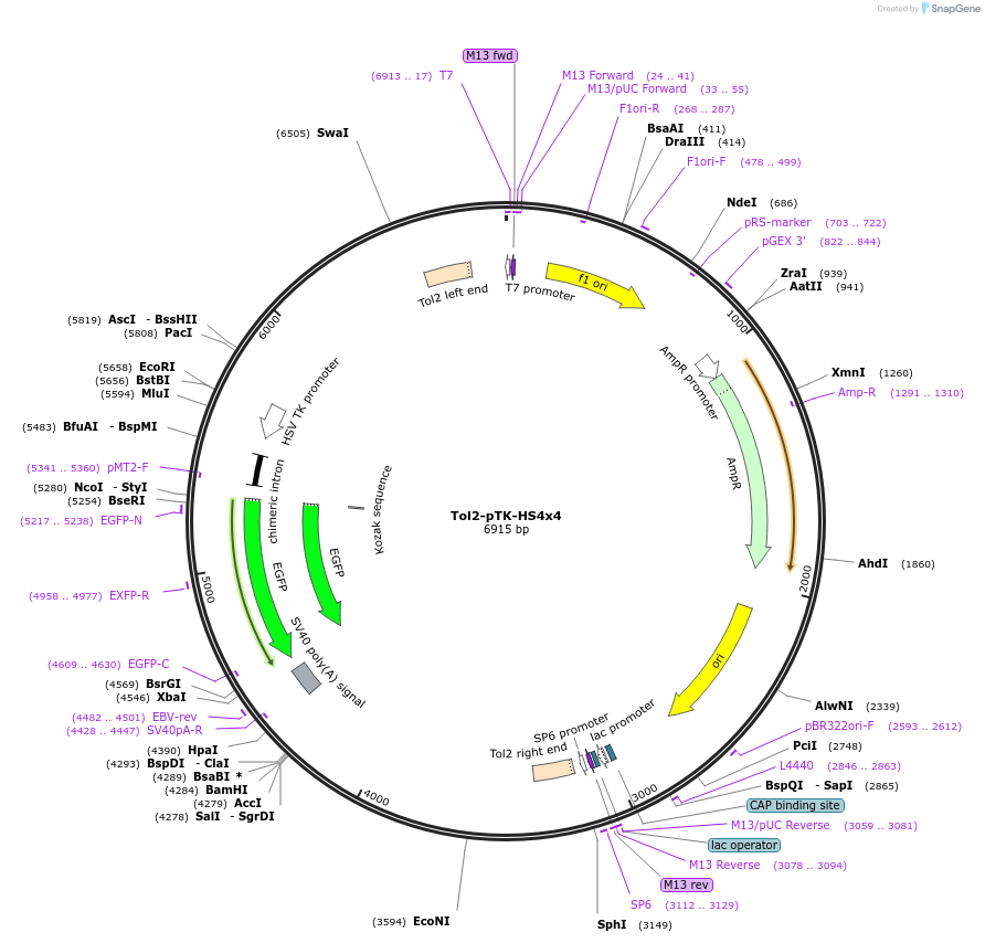 255760-plasmid-map-sequence-id-517781