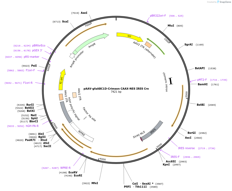 255734-plasmid-map-sequence-id-517785