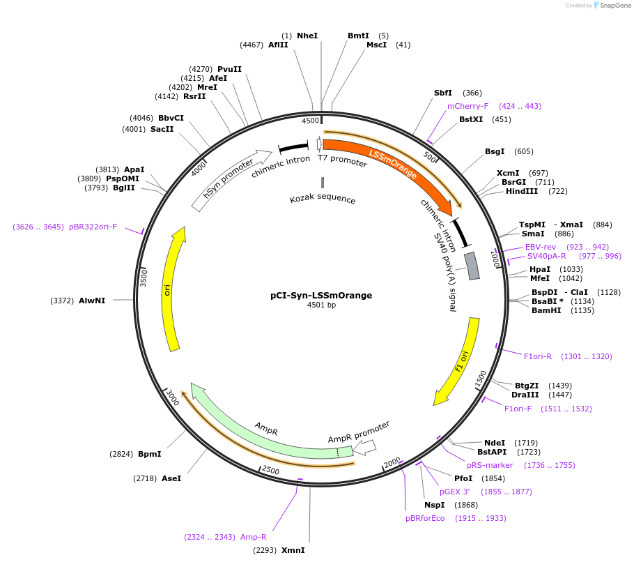 255757-plasmid-map-sequence-id-517787