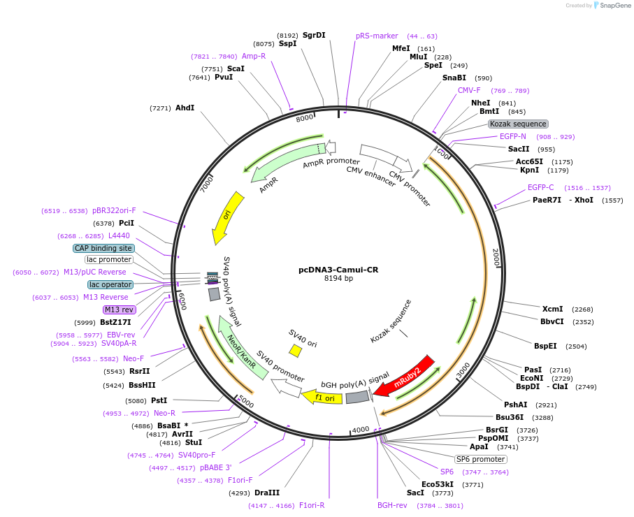 40256-plasmid-map-sequence-id-51779