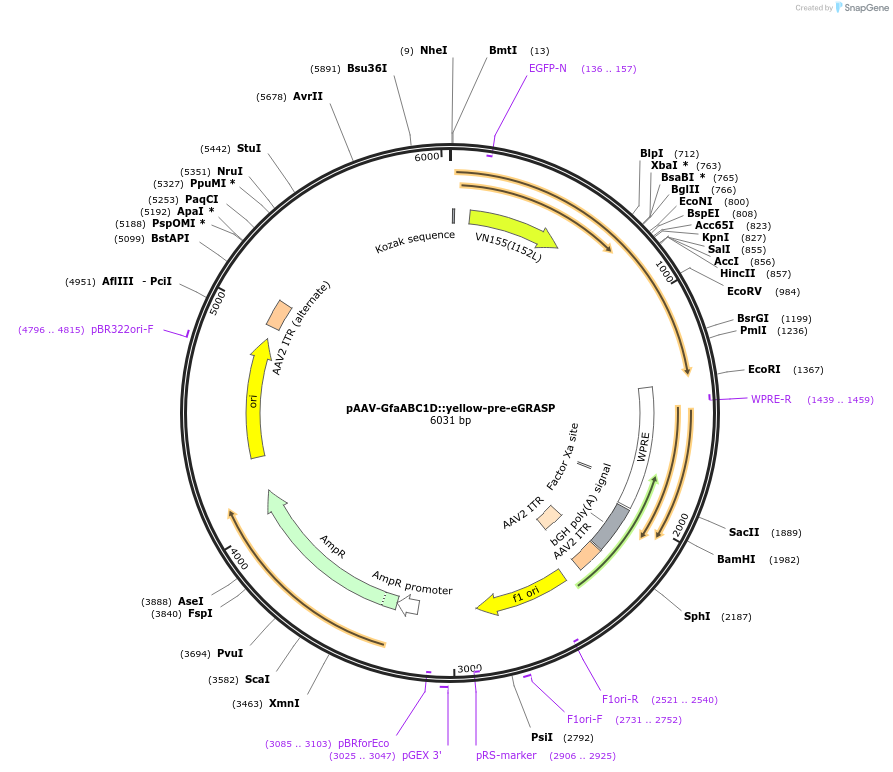 255751-plasmid-map-sequence-id-517819