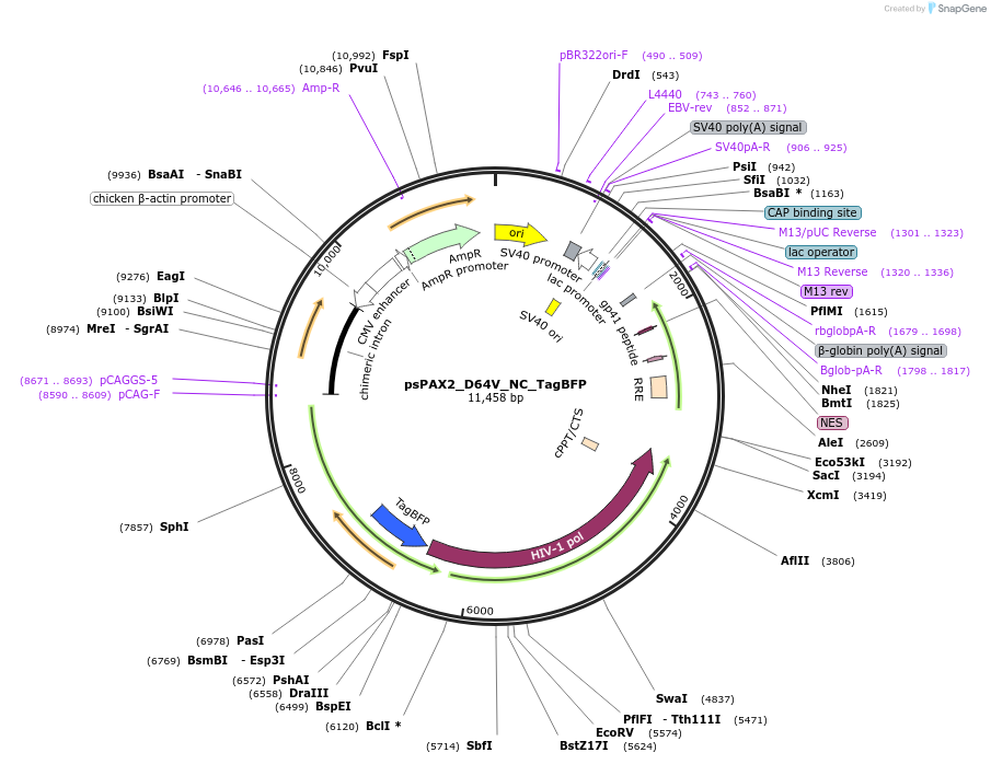257941-plasmid-map-sequence-id-517824