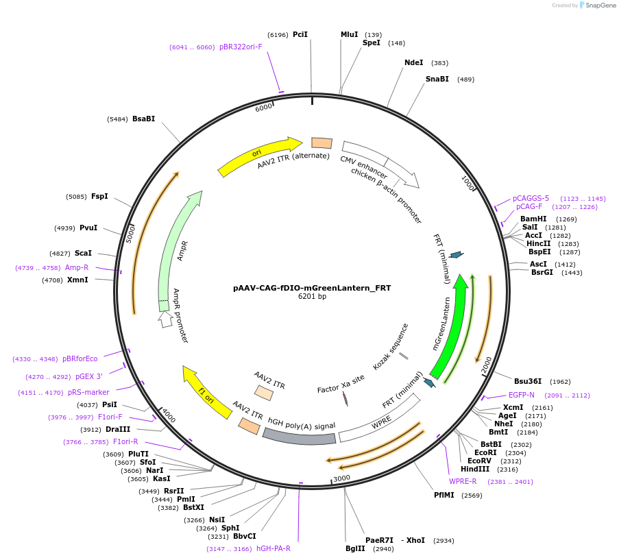 258655-plasmid-map-sequence-id-517827