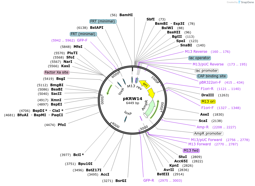 259368-plasmid-map-sequence-id-517904