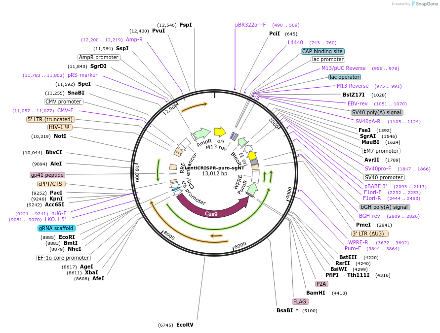 259658-plasmid-map-sequence-id-517905