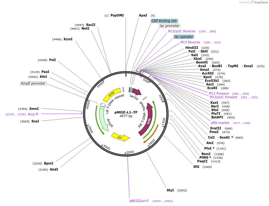 259846-plasmid-map-sequence-id-517906