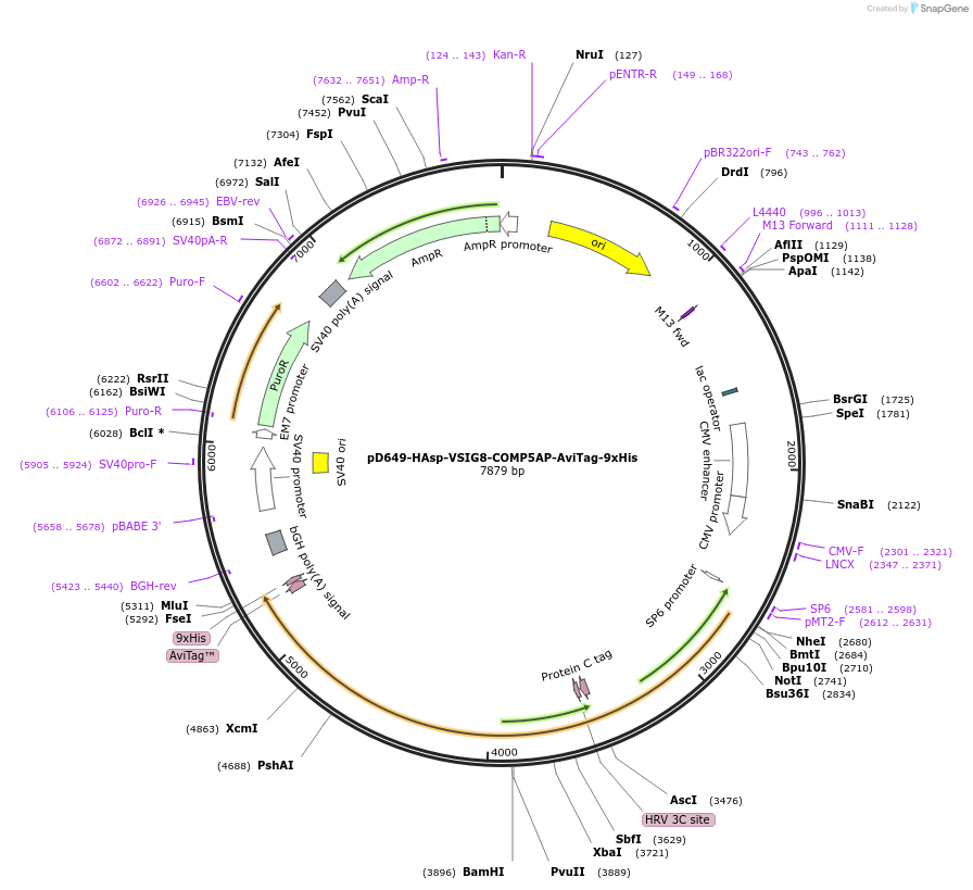 157259-plasmid-map-sequence-id-517907