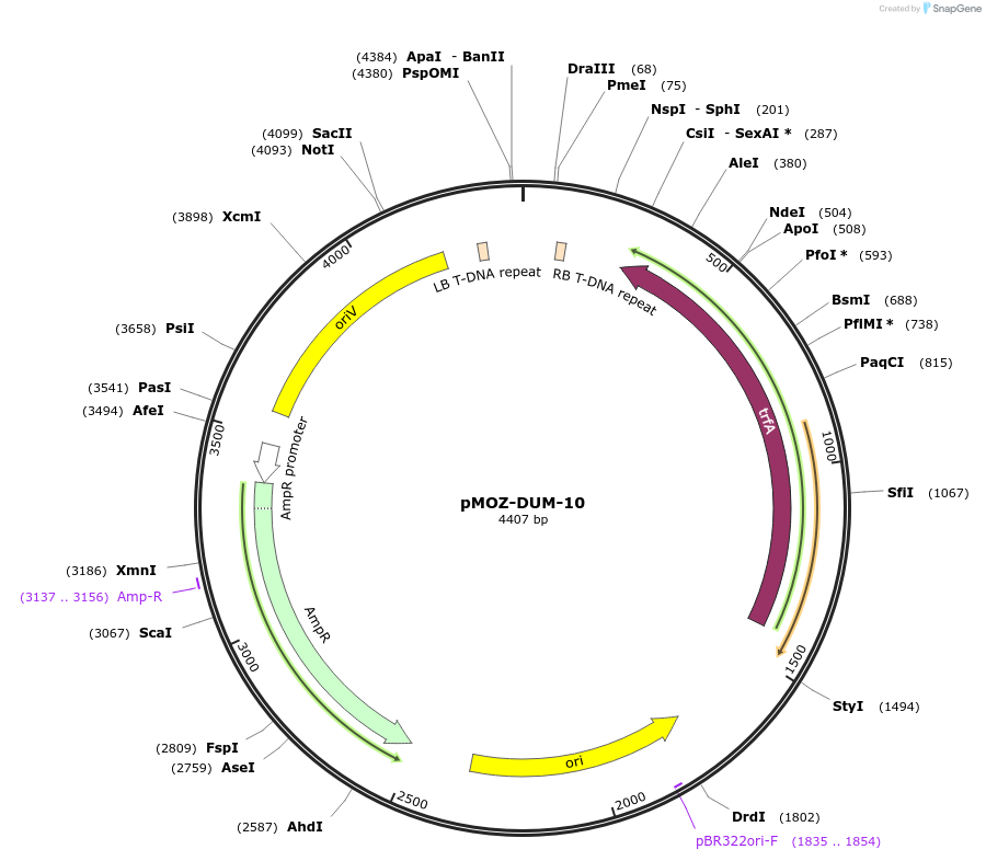 259860-plasmid-map-sequence-id-517909