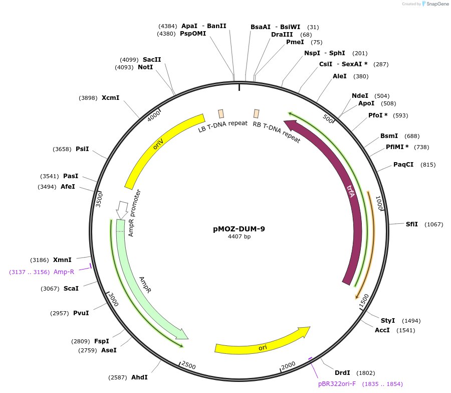 259859-plasmid-map-sequence-id-517910
