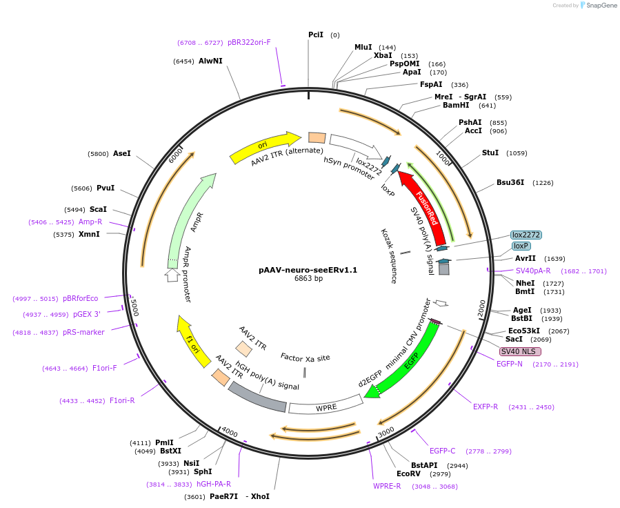 254753-plasmid-map-sequence-id-517911