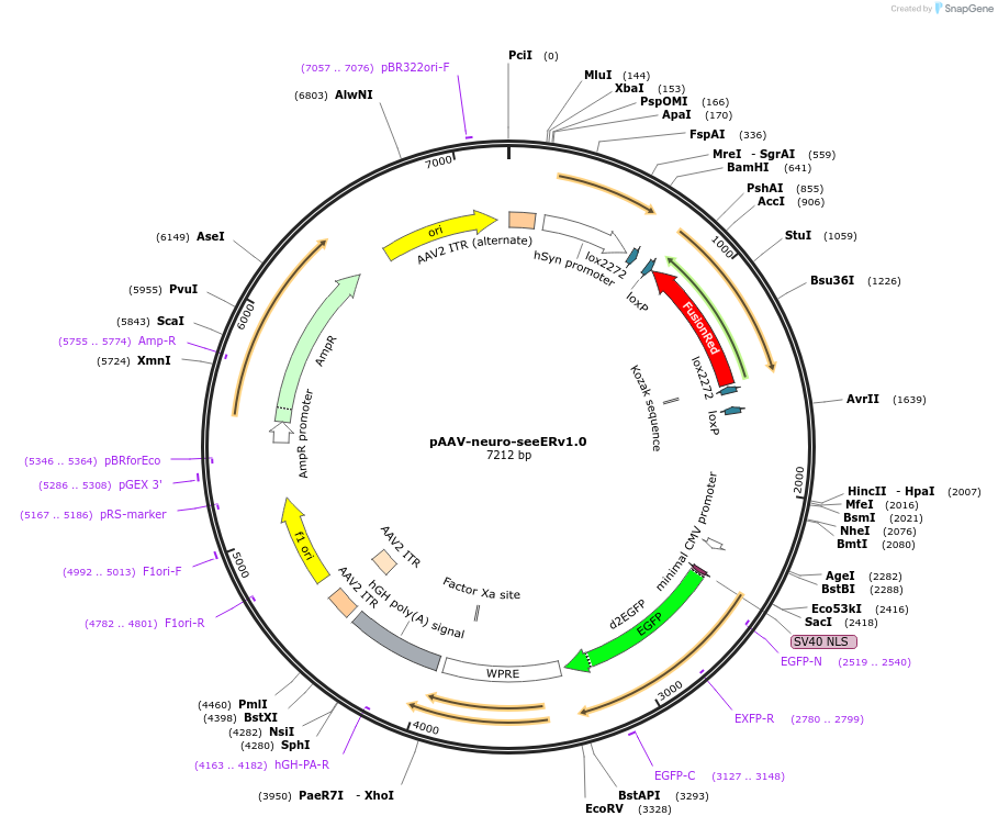 254751-plasmid-map-sequence-id-517916
