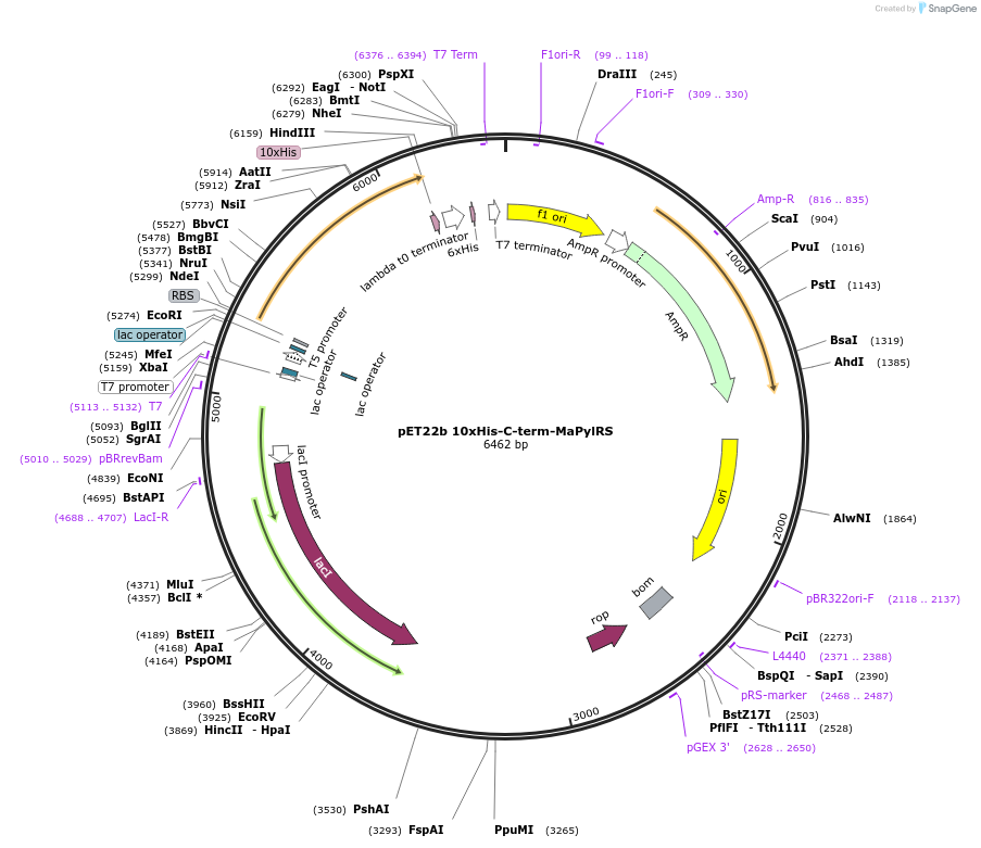 256317-plasmid-map-sequence-id-517918
