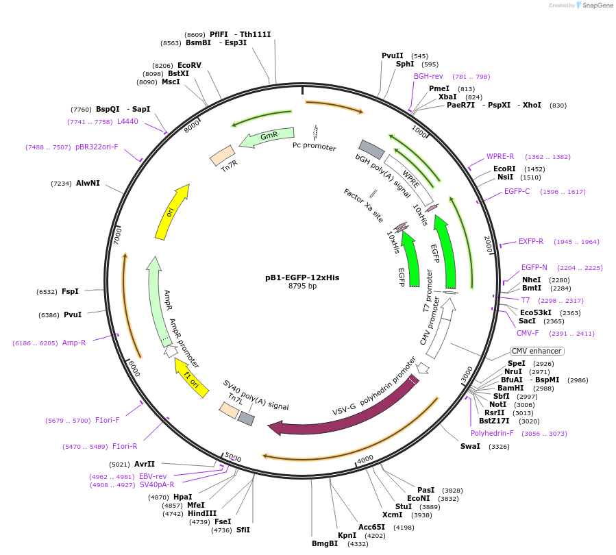 256354-plasmid-map-sequence-id-517921