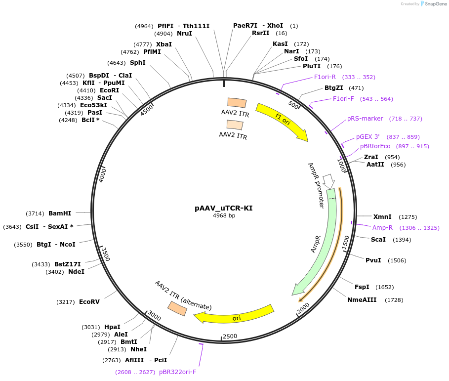 257993-plasmid-map-sequence-id-517922
