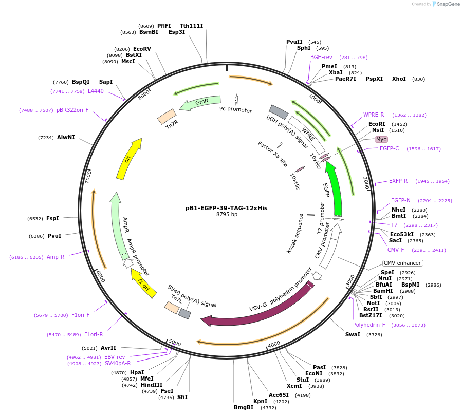 256355-plasmid-map-sequence-id-517938