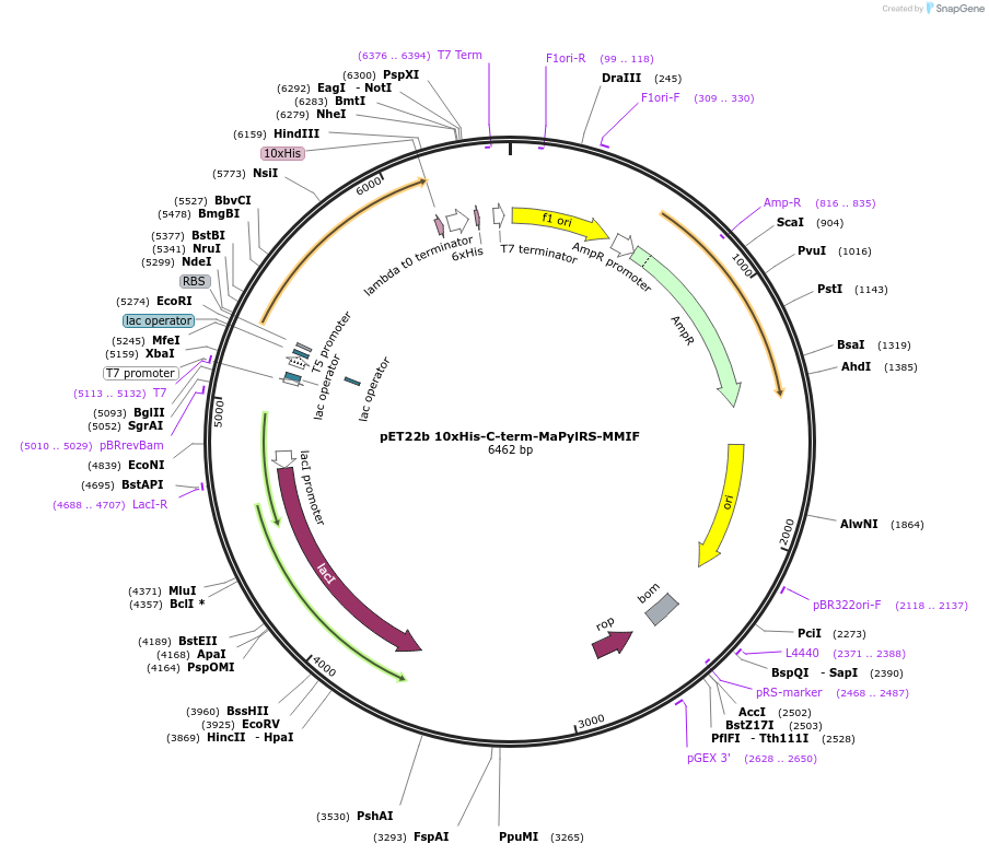 256319-plasmid-map-sequence-id-517941