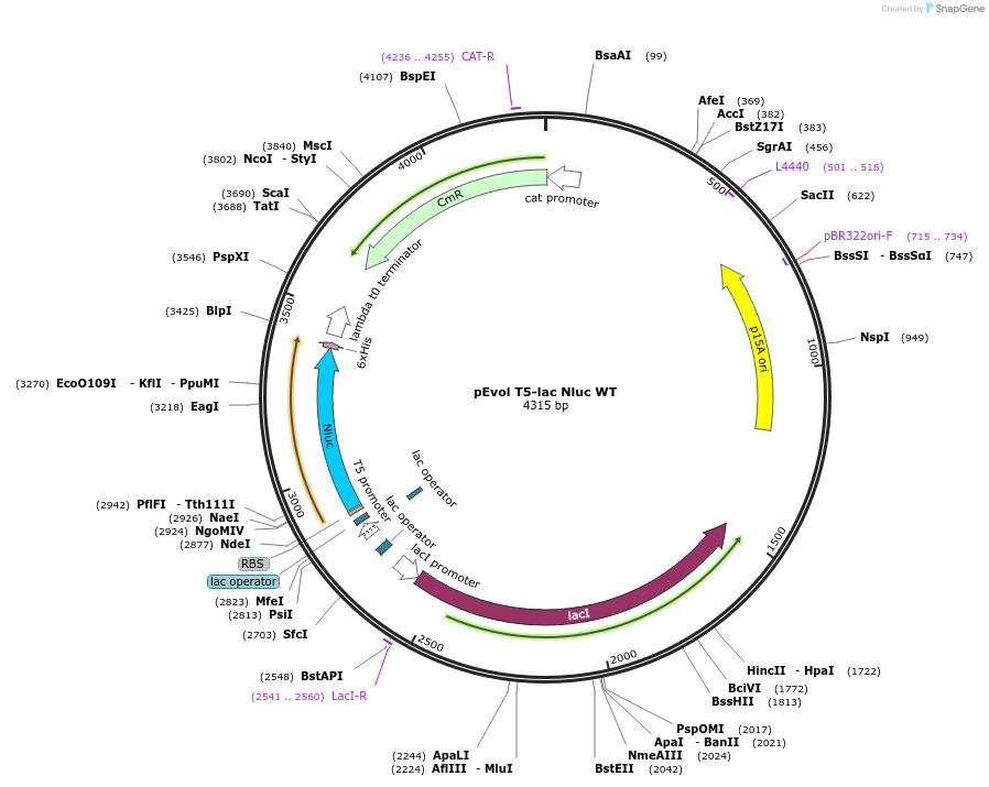 256315-plasmid-map-sequence-id-517944