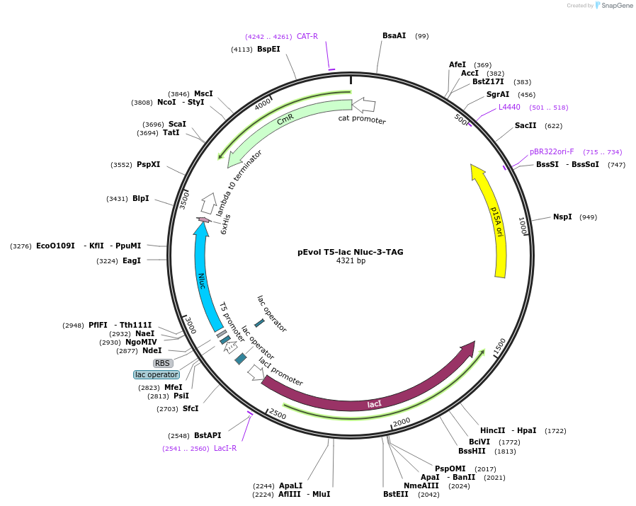 256316-plasmid-map-sequence-id-517945
