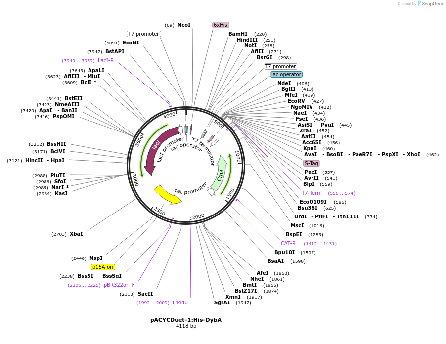 257755-plasmid-map-sequence-id-517953