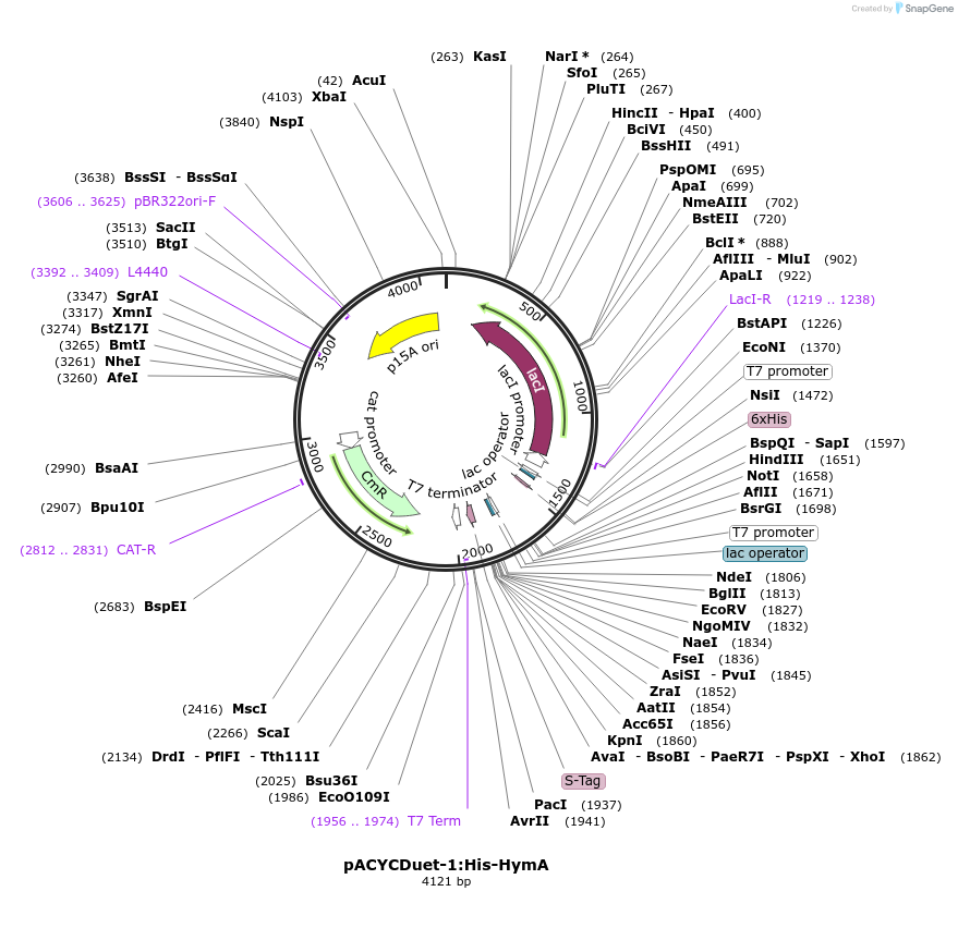 257757-plasmid-map-sequence-id-517954
