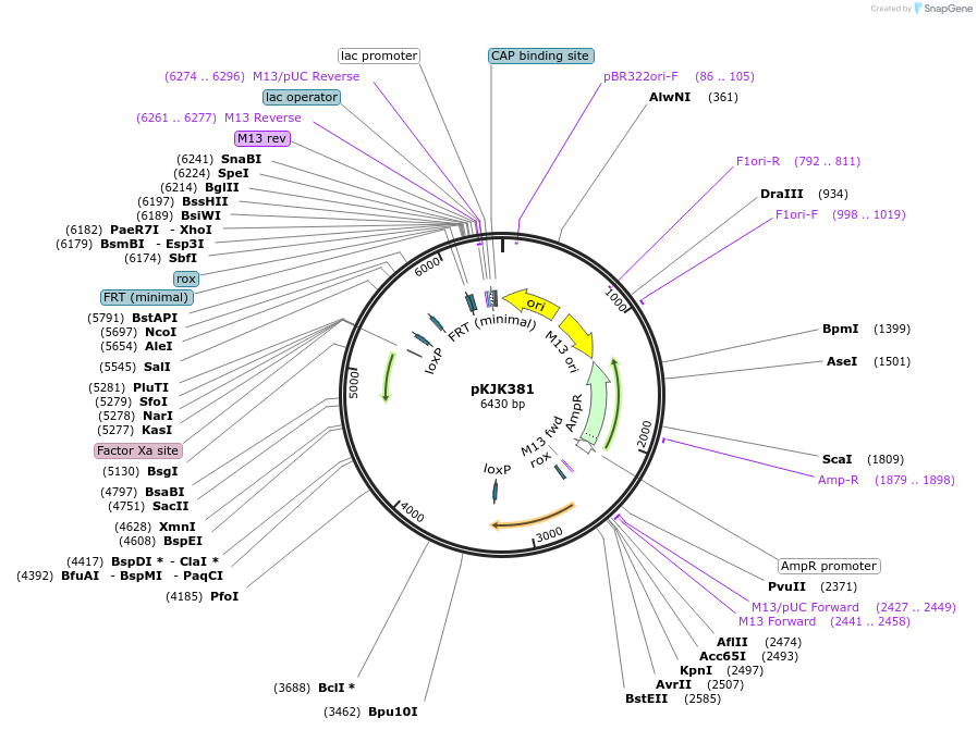 259334-plasmid-map-sequence-id-517987