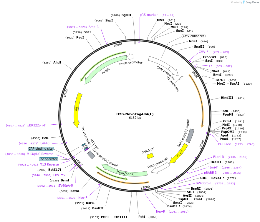 255879-plasmid-map-sequence-id-517990