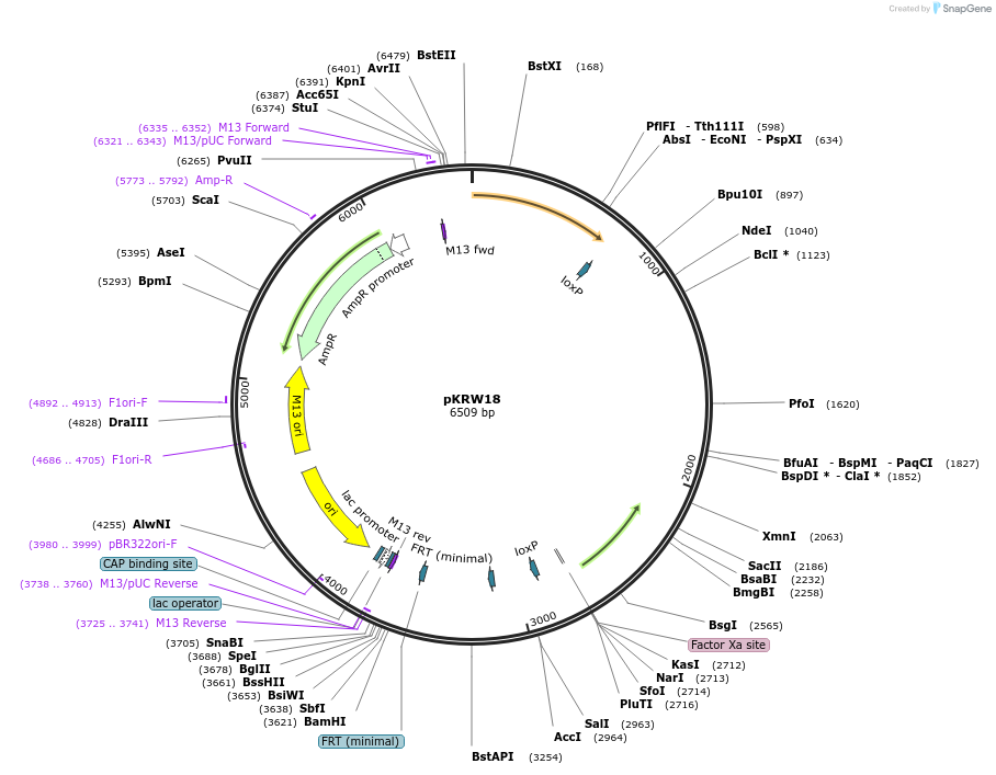 259370-plasmid-map-sequence-id-517996