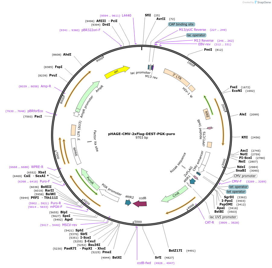 259774-plasmid-map-sequence-id-517998