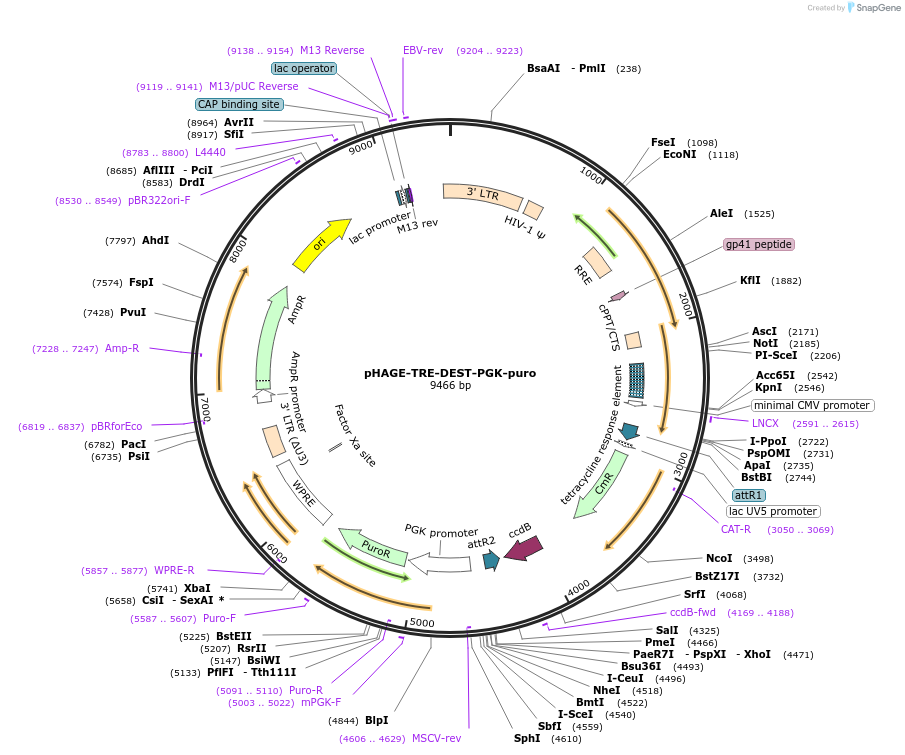 259775-plasmid-map-sequence-id-517999