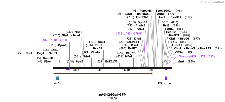 51806_map