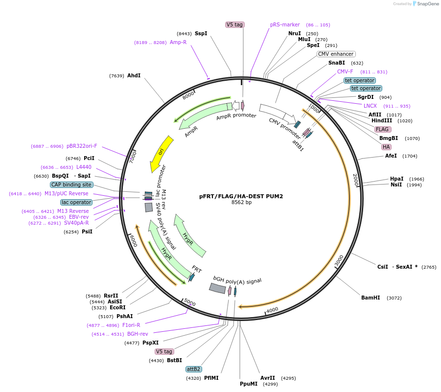 40292-plasmid-map-sequence-id-51809