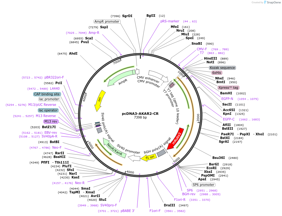 40255-plasmid-map-sequence-id-51813
