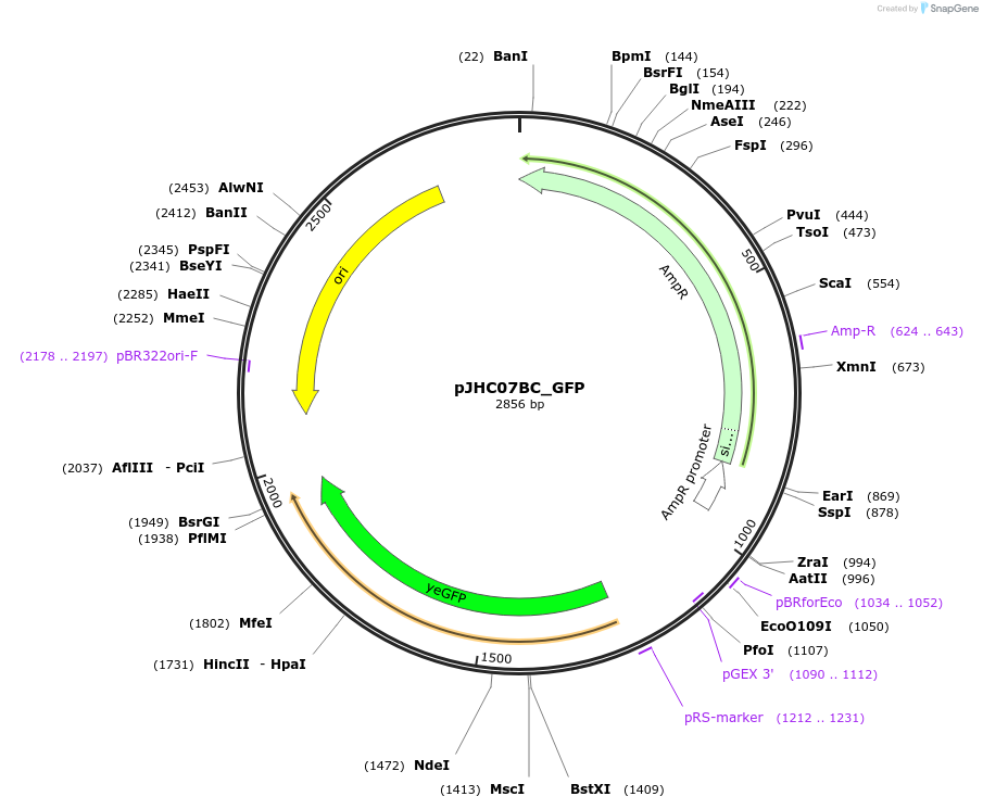 257399-plasmid-map-sequence-id-518187