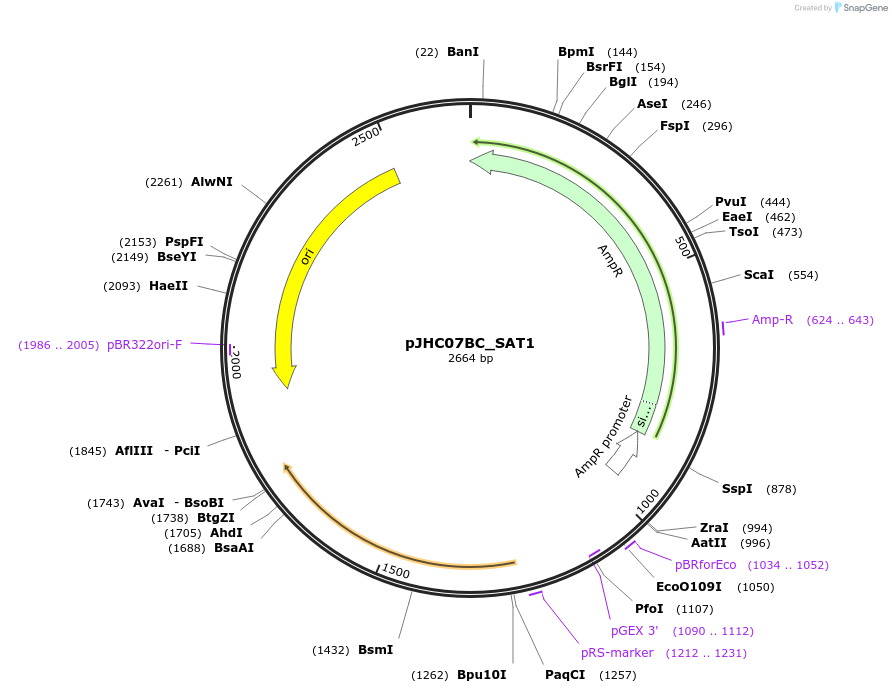 257400-plasmid-map-sequence-id-518188