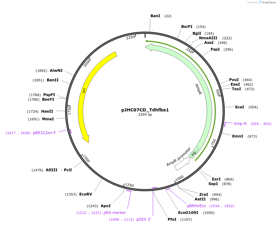 257388-plasmid-map-sequence-id-518191