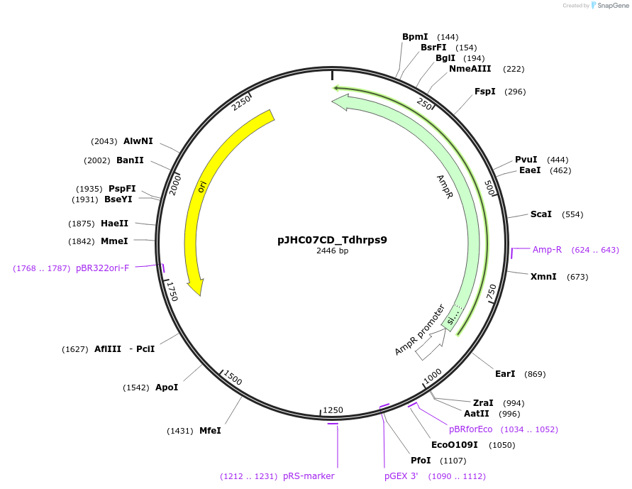 257383-plasmid-map-sequence-id-518192