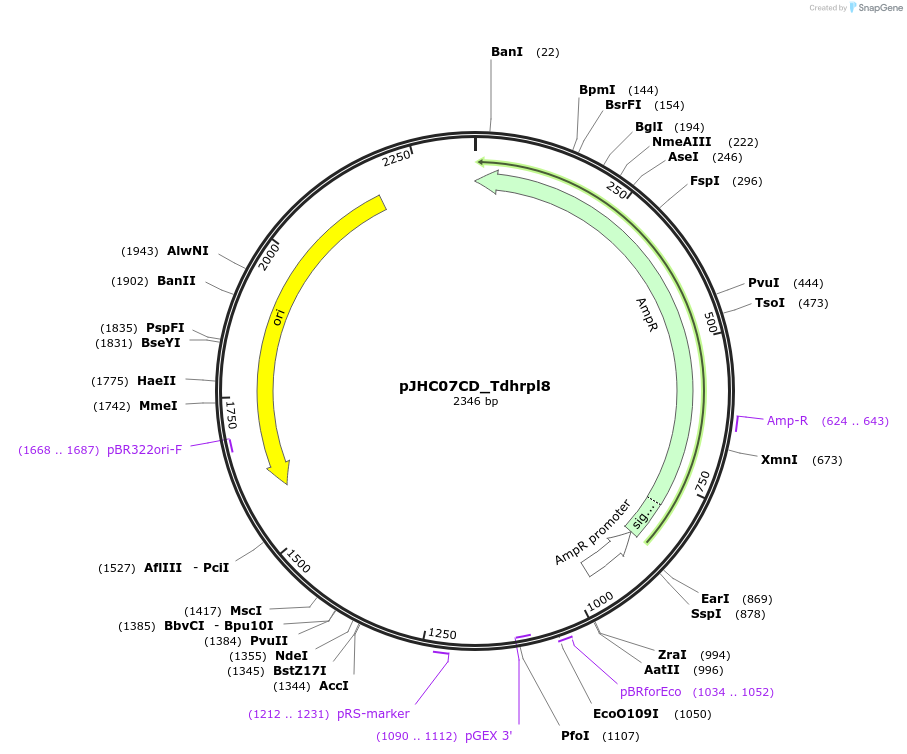 257391-plasmid-map-sequence-id-518193