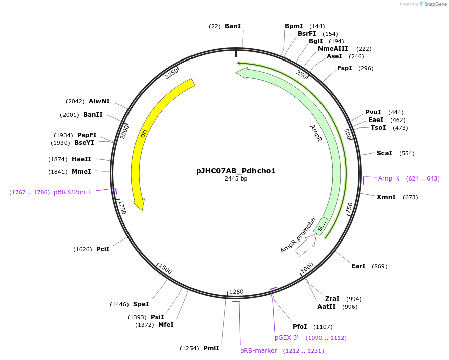 257354-plasmid-map-sequence-id-518194
