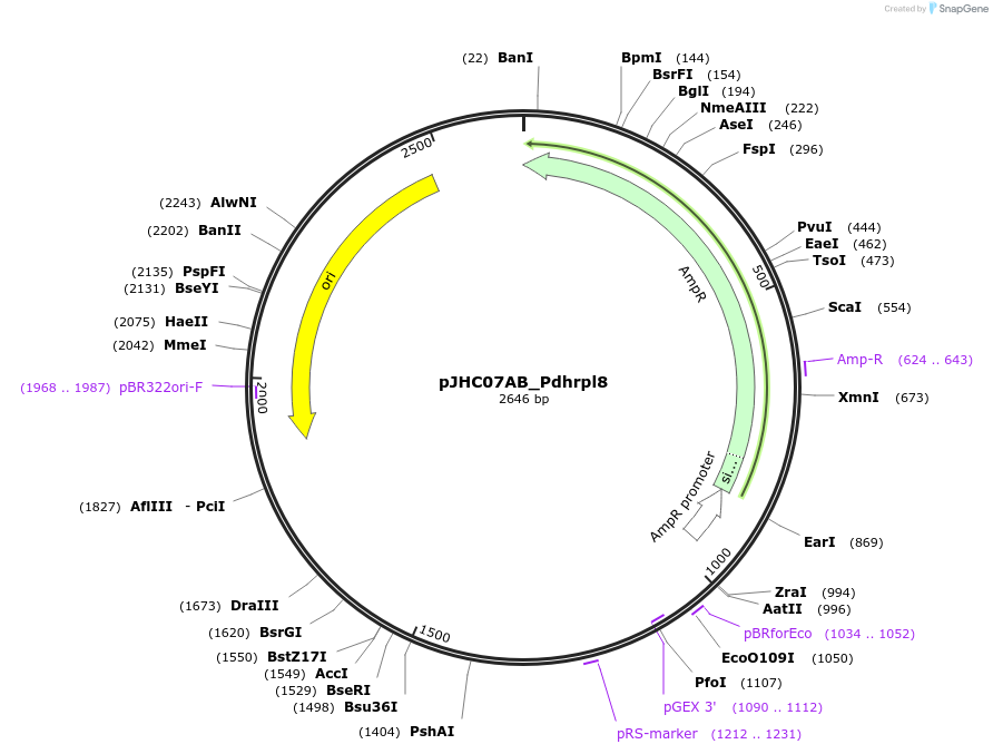 257367-plasmid-map-sequence-id-518197