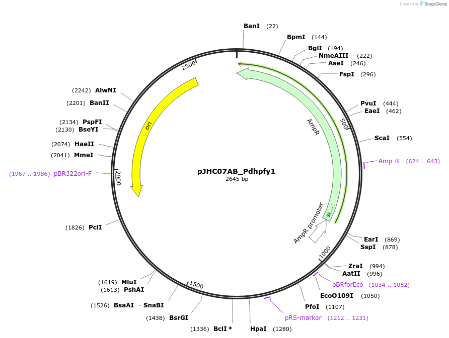 257364-plasmid-map-sequence-id-518198