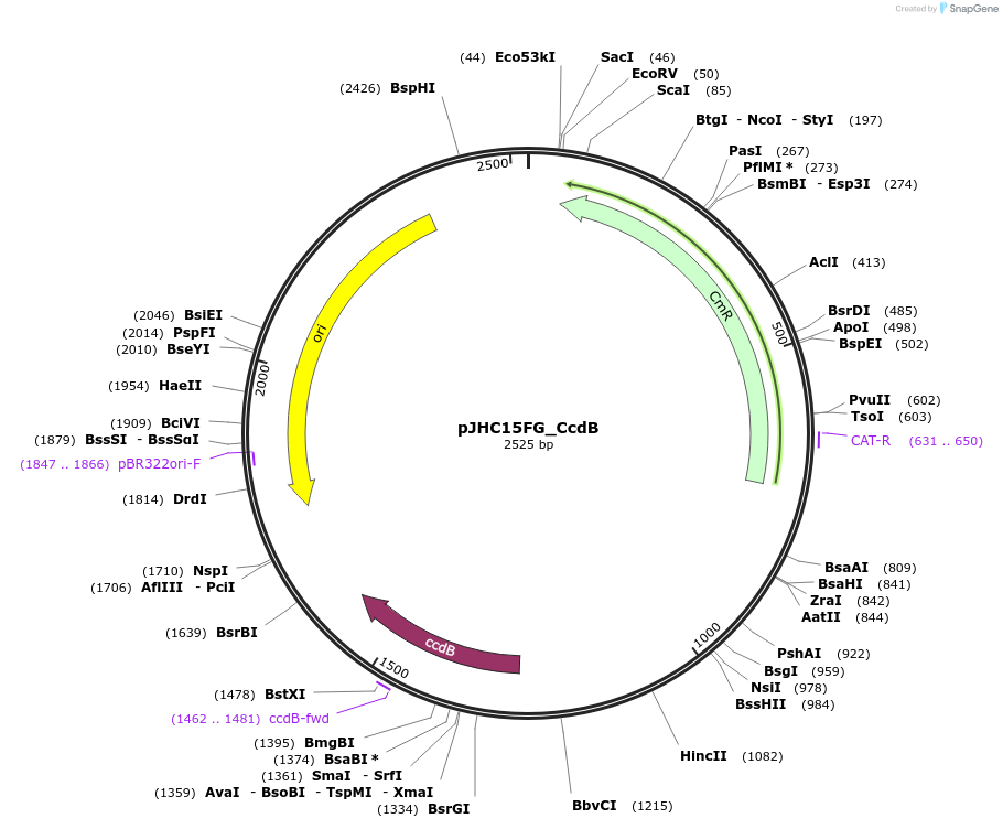 257405-plasmid-map-sequence-id-518200