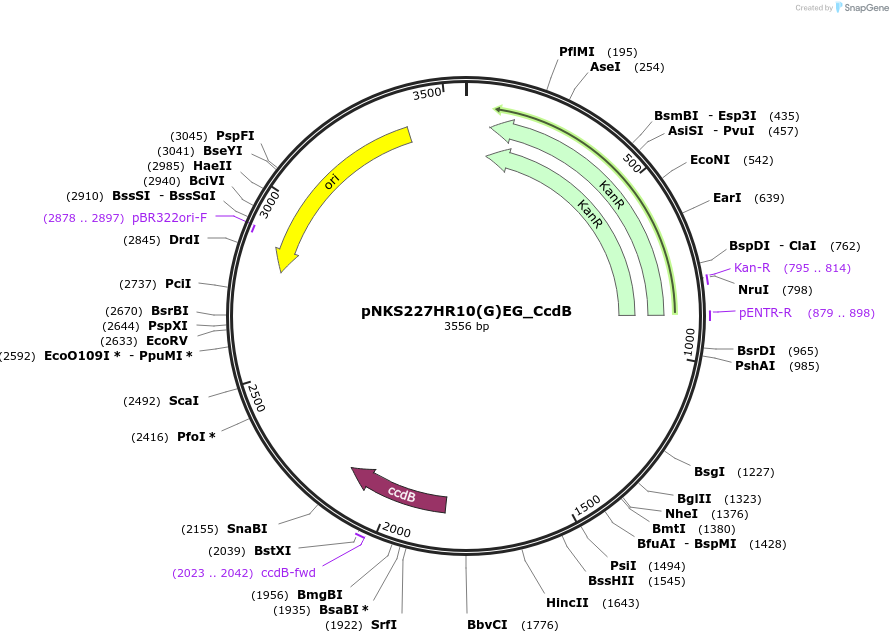 257409-plasmid-map-sequence-id-518207