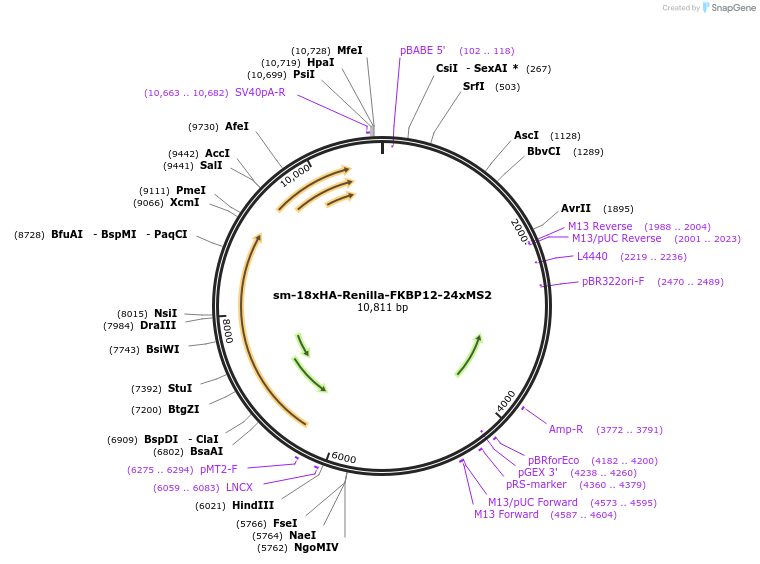 258546-plasmid-map-sequence-id-518213