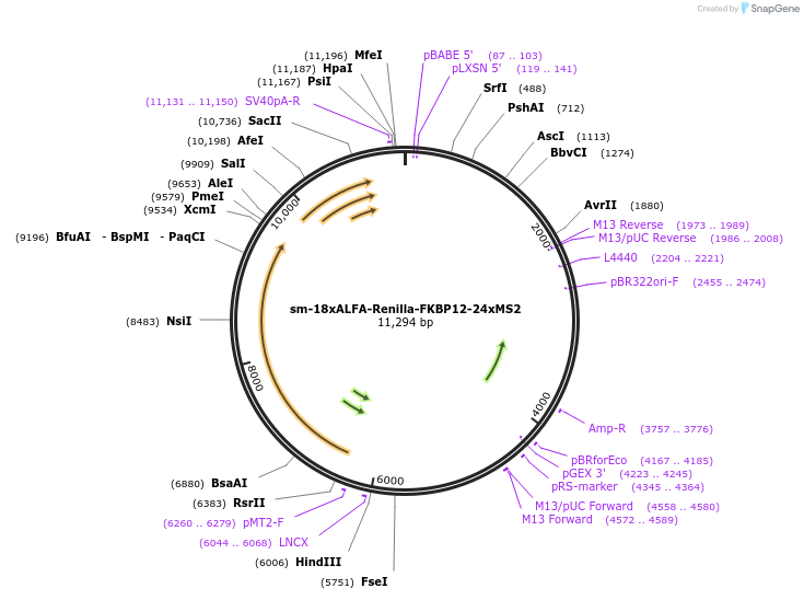 258547-plasmid-map-sequence-id-518214