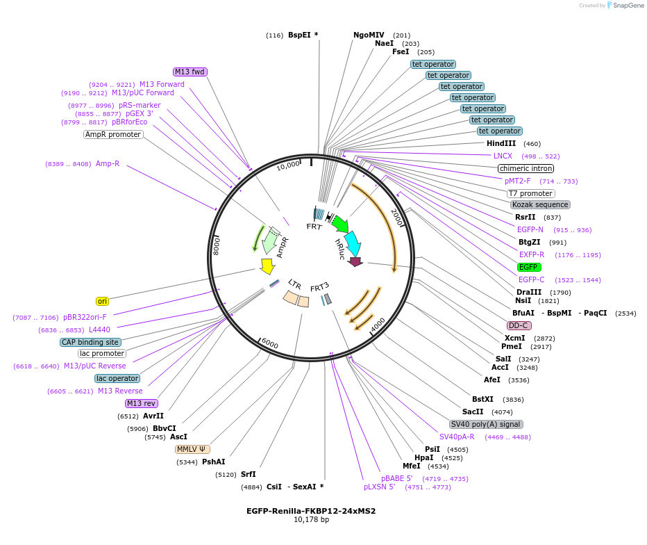 258544-plasmid-map-sequence-id-518215