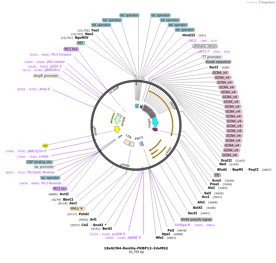 258548-plasmid-map-sequence-id-518216
