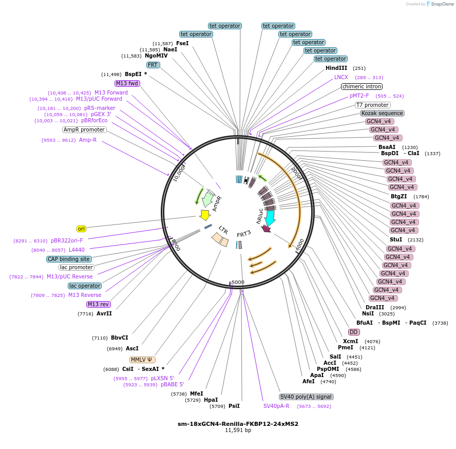 258545-plasmid-map-sequence-id-518217