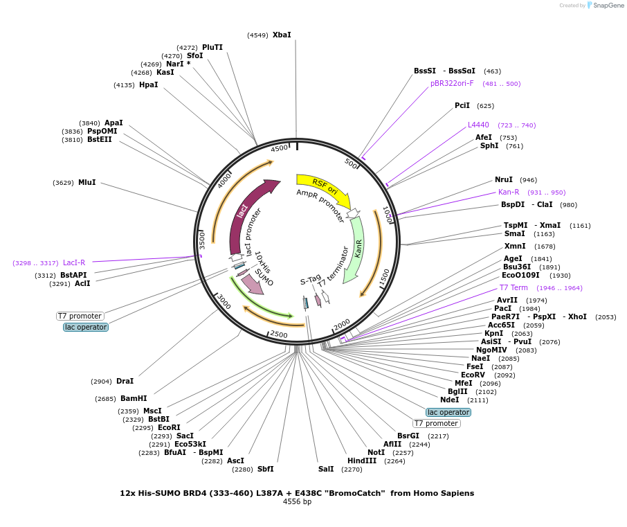 257846-plasmid-map-sequence-id-518220