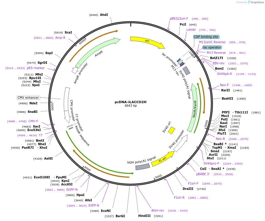 256048-plasmid-map-sequence-id-518223