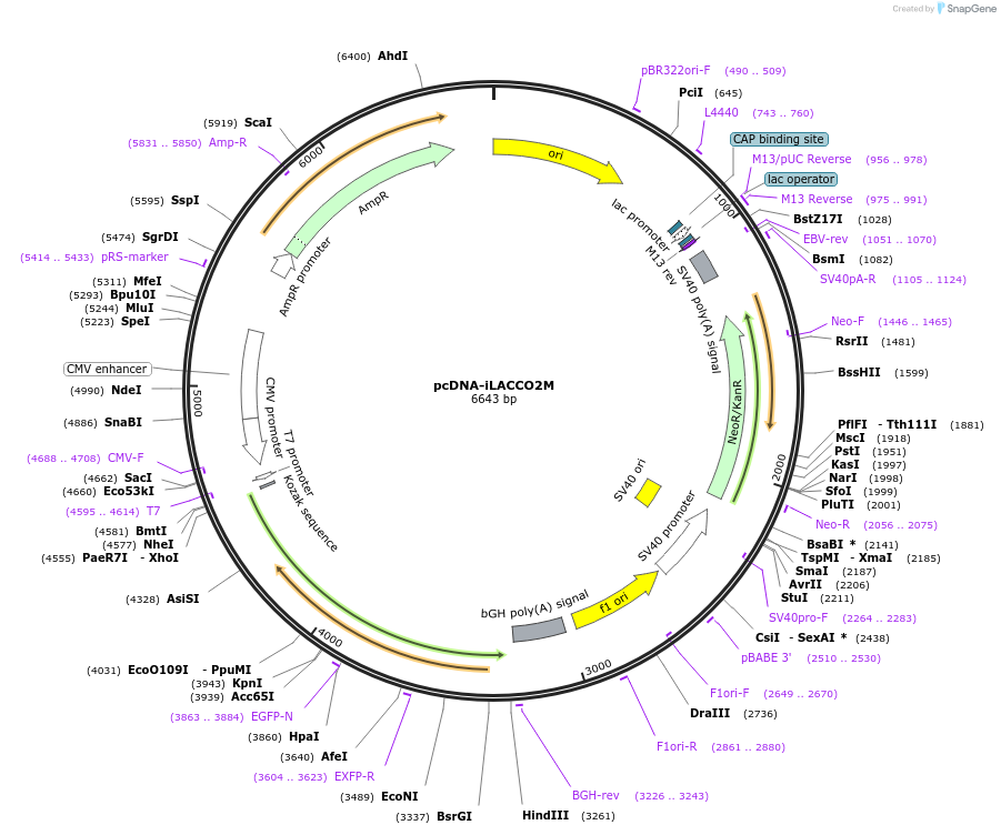256050-plasmid-map-sequence-id-518224